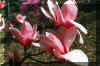 magnolia-sm.jpg (27819 bytes)